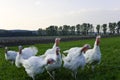 White Turkeys Royalty Free Stock Photo