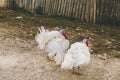 White turkeys on a countryside road