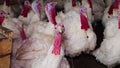 White turkeys in the dark room of the poultry farm are chirping, gobble and making sounds. Video with sound