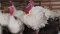 White turkeys in the dark room of the poultry farm are chirping, gobble and making sounds. Video with sound