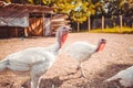 White turkeys