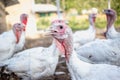 White turkeys