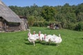 White turkeys