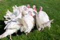 White turkeys Royalty Free Stock Photo