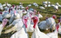 White turkeys