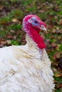 White turkeys red head Royalty Free Stock Photo