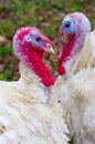 White turkeys two red heads heart form Royalty Free Stock Photo