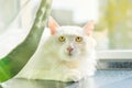 White Turkish Angora is a beautiful breed of a domestic cat.