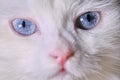 White Turkish angora with blue eyes color Royalty Free Stock Photo