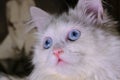 White Turkish angora with blue eyes color Royalty Free Stock Photo