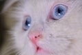 White Turkish angora with blue eyes color Royalty Free Stock Photo
