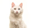 White turkish angora cat portrait looking at the camera Royalty Free Stock Photo