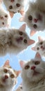 20 white Turkish Angora cats in wallpaper, looking down at camera from sky Detailed cat faces create intriguing pattern, varying Royalty Free Stock Photo