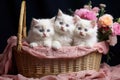 White Turkish angora kittens in the basket