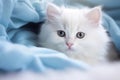 White Turkish angora kitten