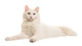 White turkish angora odd eye cat lying down seen from the side looking at the camera