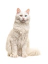 White turkish angora odd eye cat sitting not looking at the camera