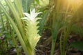 White turmeric flower at plant. Royalty Free Stock Photo