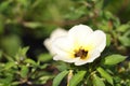 White Turnera Subulata flower in the garden Royalty Free Stock Photo