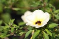 White Turnera Subulata flower in the garden Royalty Free Stock Photo
