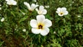 White Turnera Subulata flower Royalty Free Stock Photo