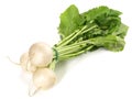 White Turnips on white Background - Isolated