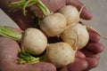 White turnips held in hands