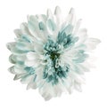 White-turquoise chrysanthemum flower, white solated background with clipping path. Closeup. no shadows. For design.
