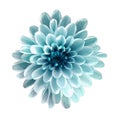 White-turquoise flower chrysanthemum, garden flower, white isolated background with clipping path. Closeup. no shadows. Royalty Free Stock Photo