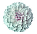 White-turquoise flower dahlia on a white background isolated with clipping path. Closeup. for design. Royalty Free Stock Photo