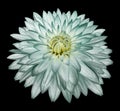 White-turquoise flower   dahlia on black isolated background with clipping path  no shadows. Closeup. Royalty Free Stock Photo