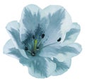 White-turquoise flower lily on a white isolated background with clipping path no shadows. Closeup. Royalty Free Stock Photo