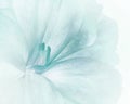 White-turquoise flowers background. Macro of white-pink petals . Royalty Free Stock Photo