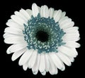 White-turquoise  gerbera flower, black isolated background with clipping path.   Closeup.  no shadows.  For design. Royalty Free Stock Photo