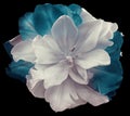 Flower White-turquoise tulip flower on black isolated background with clipping path. no shadows. Closeup. Royalty Free Stock Photo