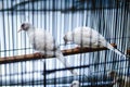 White turtle dove in a cage Royalty Free Stock Photo