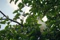 White turtle dove Streptopelia roseogrisea sitting on tree branch. Royalty Free Stock Photo