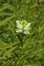 White Turtlehead 823462