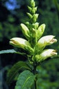 White Turtlehead 17464