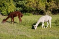 A white and two brown shorn alpacas stand on a pasture and look curiously into the camera Royalty Free Stock Photo