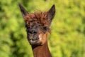 White and two brown shorn alpacas stand on a pasture and look curiously into the camera Royalty Free Stock Photo
