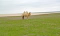 The white two-humped camel costs on the bank of the lake Manych- Gudilo. Kalmykia