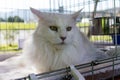 White two years old Maine Coon laying down in his cage. Royalty Free Stock Photo