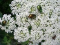 White umbel with beetles Royalty Free Stock Photo