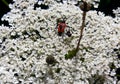 White umbellifolia with red beetle