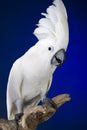 White Umbrella Cockatoo Royalty Free Stock Photo