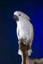 White Umbrella Cockatoo Royalty Free Stock Photo