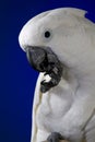 White umbrella cockatoo Royalty Free Stock Photo