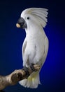 White Umbrella Cockatoo Royalty Free Stock Photo