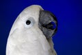 White umbrella cockatoo Royalty Free Stock Photo